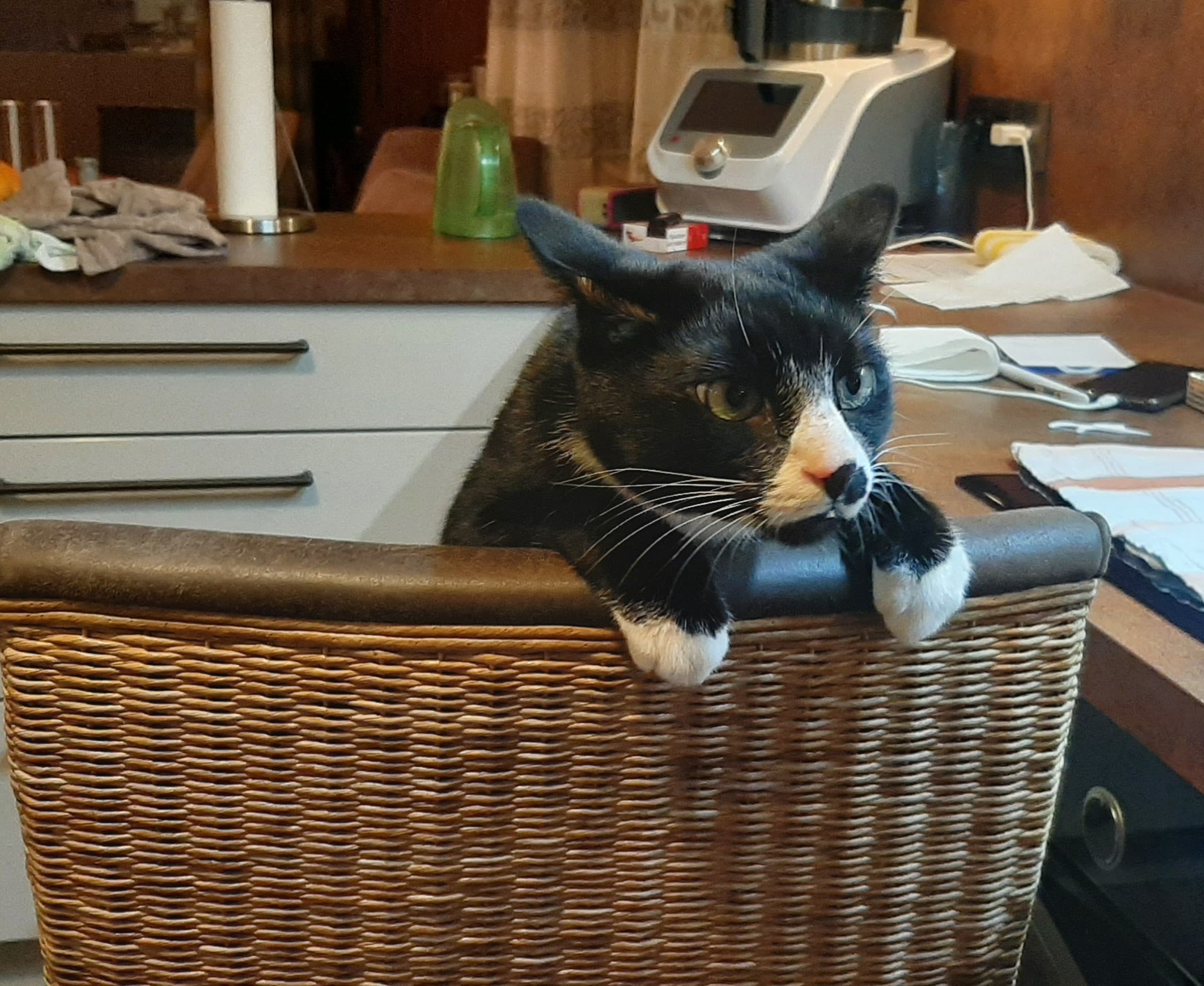 Socke und June_IMG-20251121-WA0011.jpg